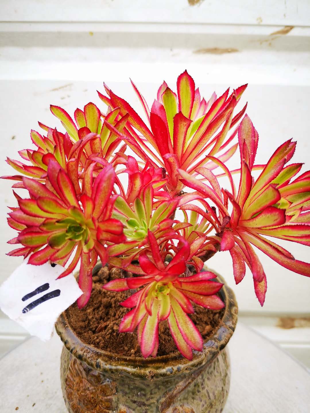 多肉植物 法师 红覆伦锦 红锦 阴阳 红颜 变异水墨画 一物一拍