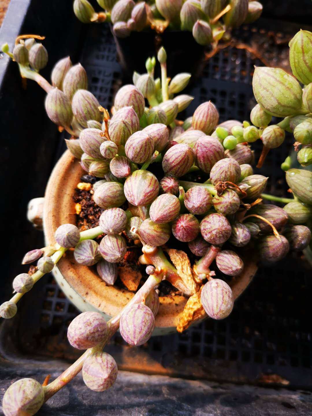 多肉佛珠小社进口精品盆栽西瓜童子垂吊多肉植物