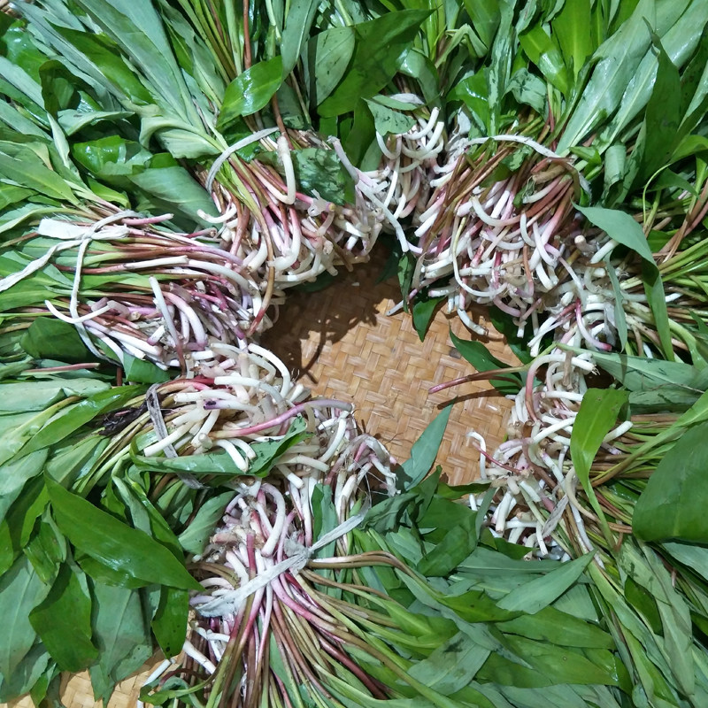 酸菜高山老坛农家腌制天蒜鹿耳韭天韭小韭菜其它干货