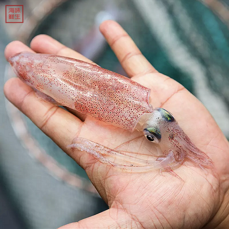 南澳海鲜宅鱿笔管东山小管鱿鱼鲜活一口冷冻冷冻鱿鱼