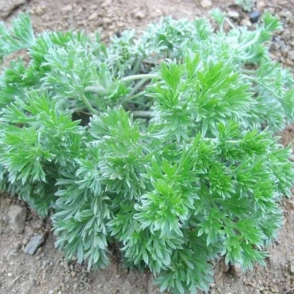 2022山东沂蒙山野生茵陈三月新鲜现采现发整棵芋头