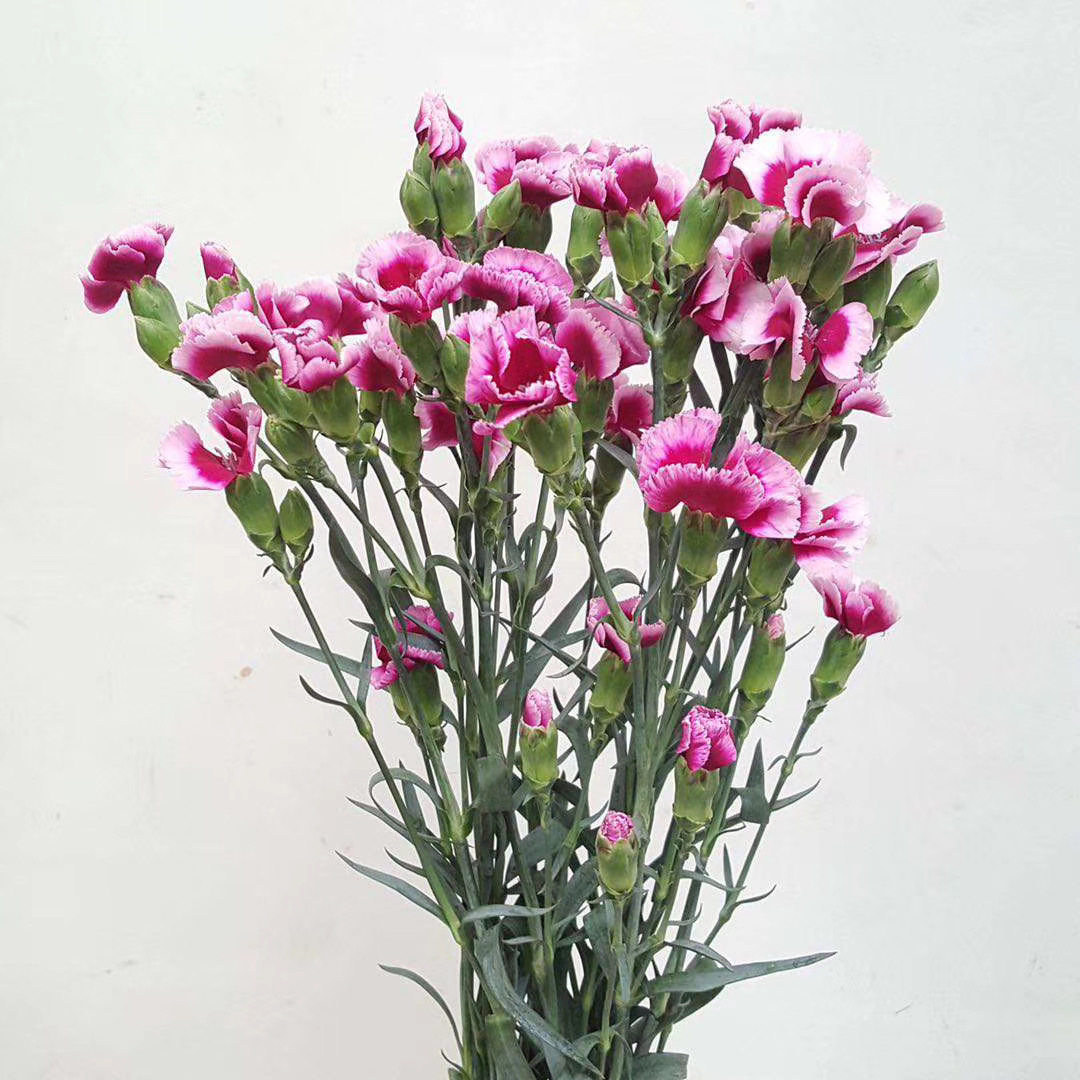 二次元卡哇伊多头蝴蝶康乃馨家庭自赏diy生活插花鲜花速递(同城)