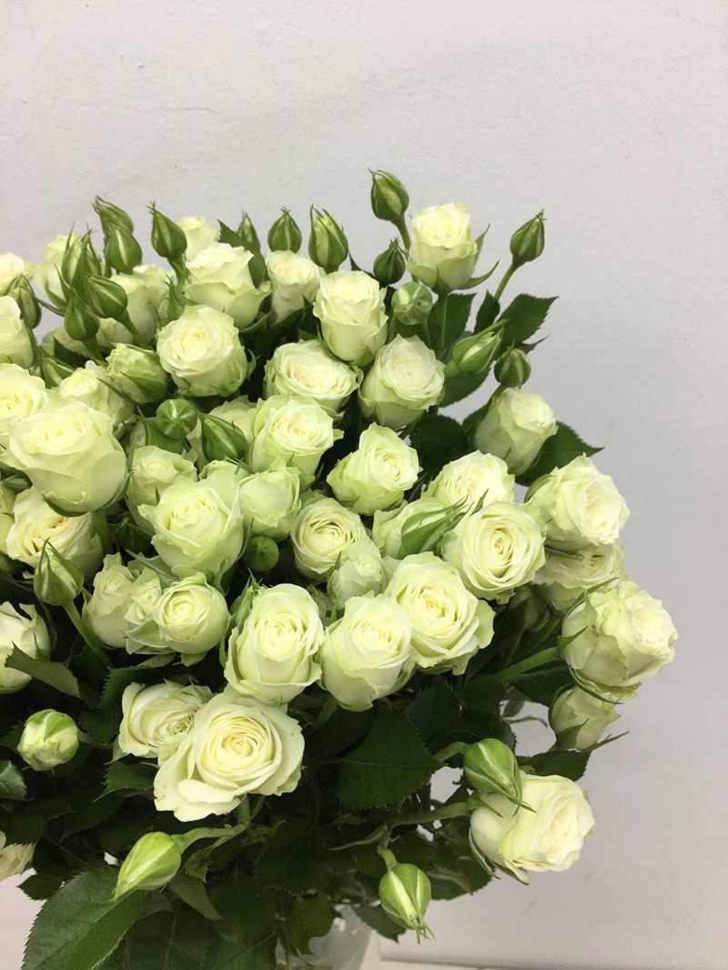 白蔷薇青春同城北京情人节礼物爱情生日鲜花玫瑰鲜花速递(同城)