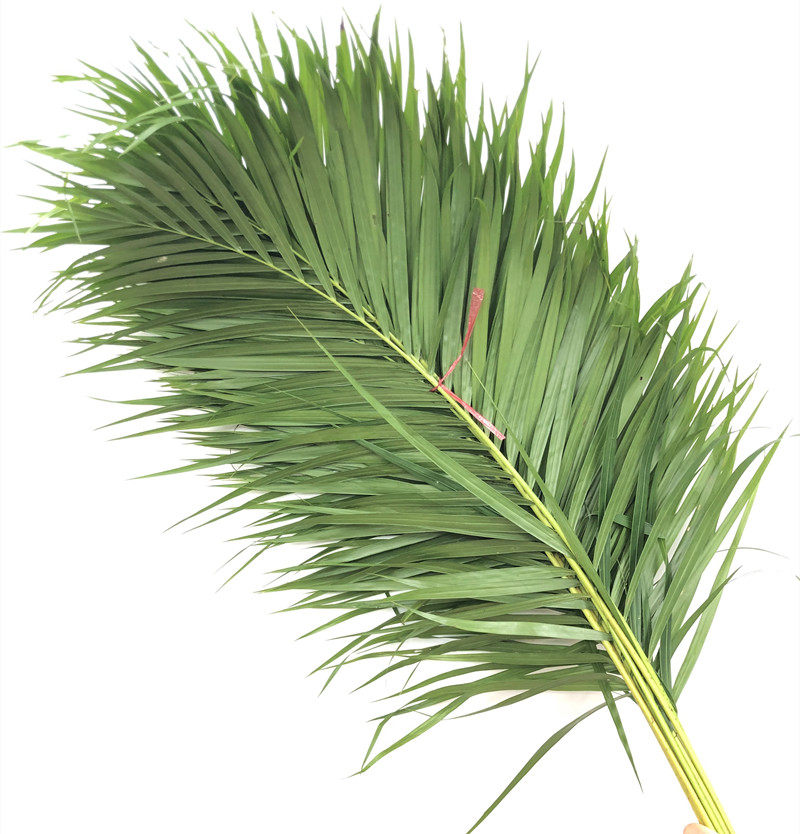 叶子鲜切散尾凤尾竹叶一扎10枝北京花卉市场鲜花速递鲜花速递同城