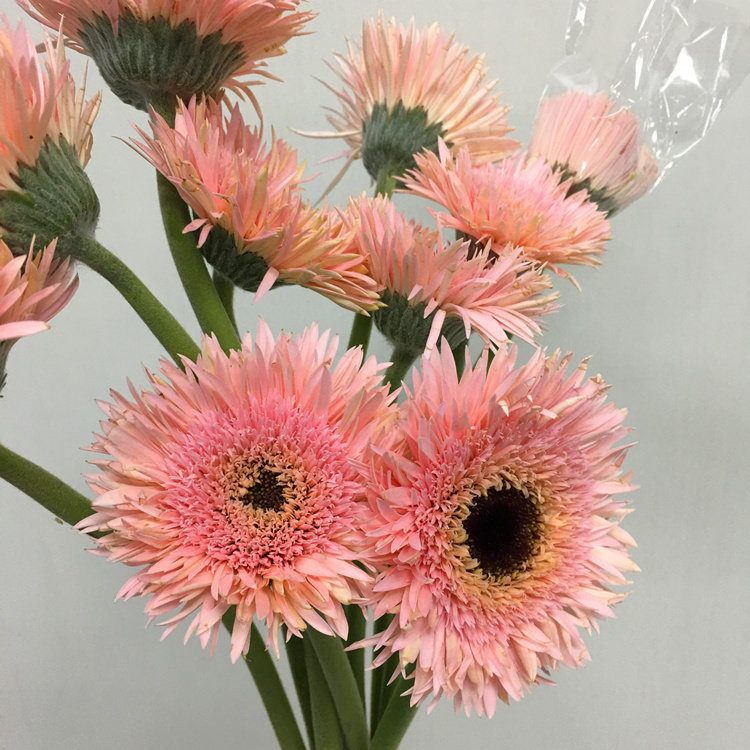 阳光青春少女粉色拉丝非洲菊扶郎生日爱情礼物鲜花速递同城