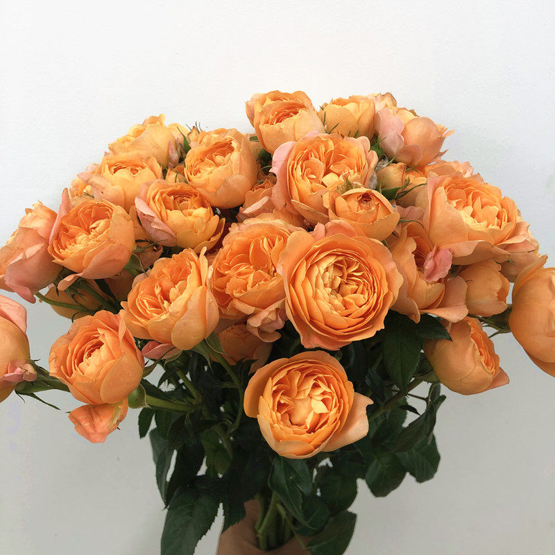 橙色果汁多头头小玫瑰鲜花花灿烂绽放花型美水鲜花速递(同城)