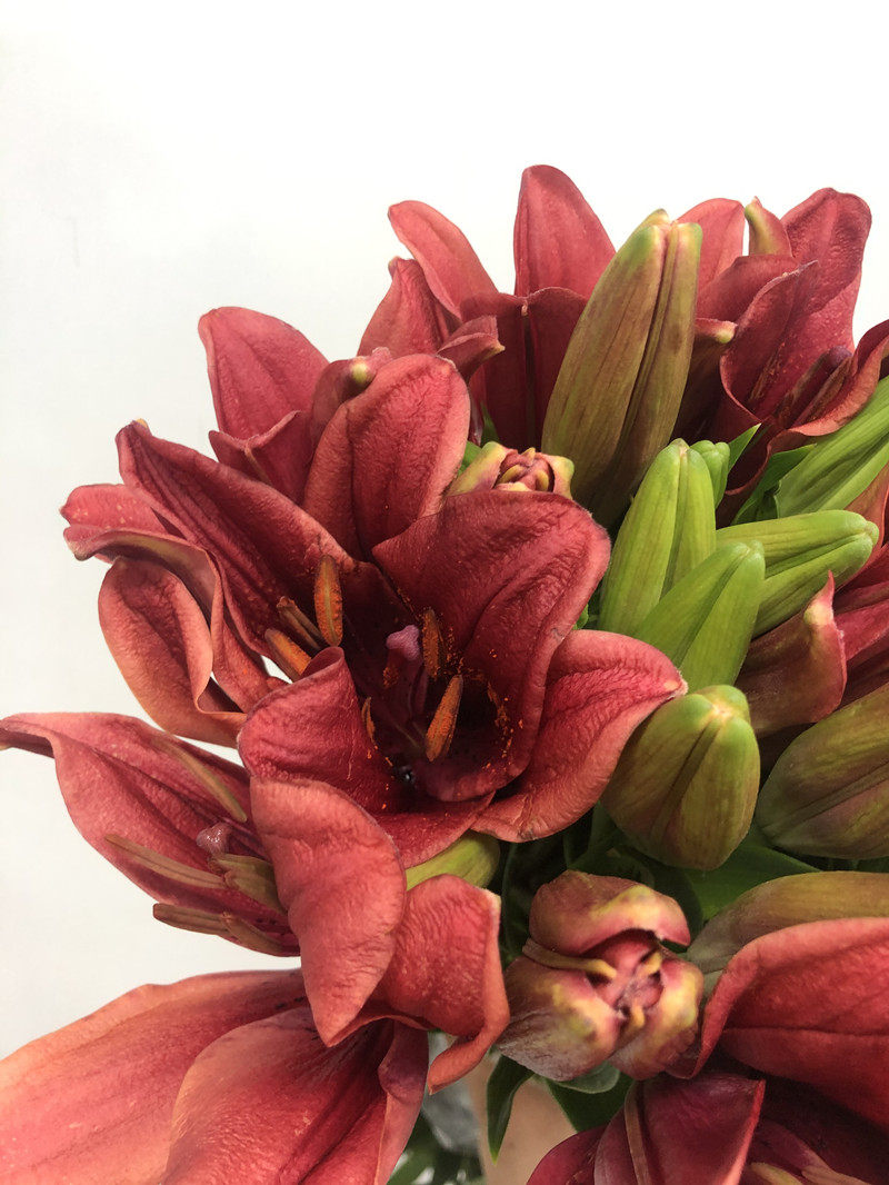 红亚百合红宝石鲜花喜庆家庭插花生日爱情表白鲜花速递同城