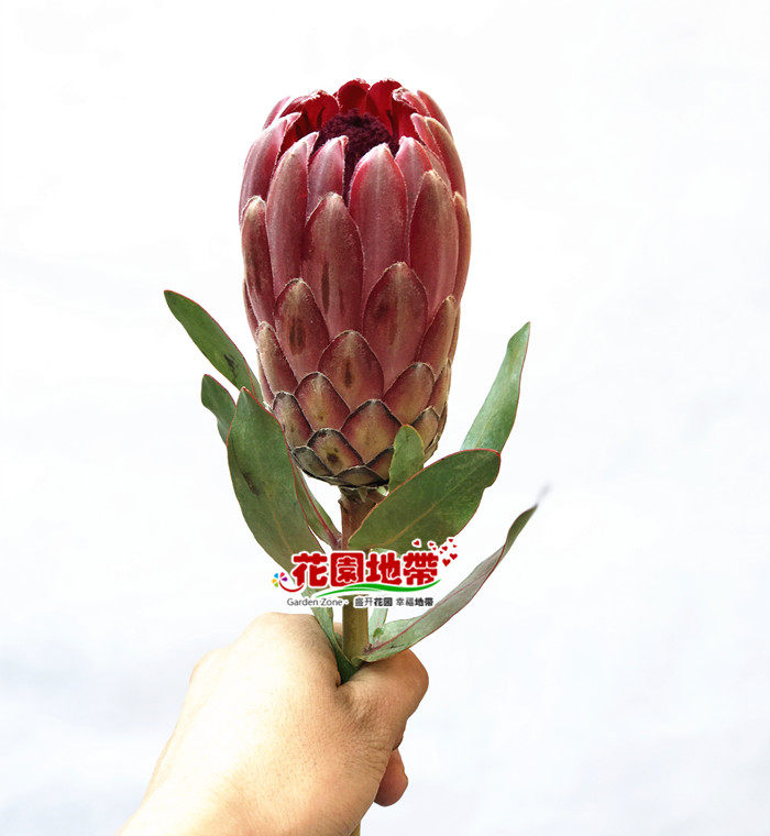 倾城南非进口小帝王花多色公主鲜切花生日礼物订同城鲜花速递