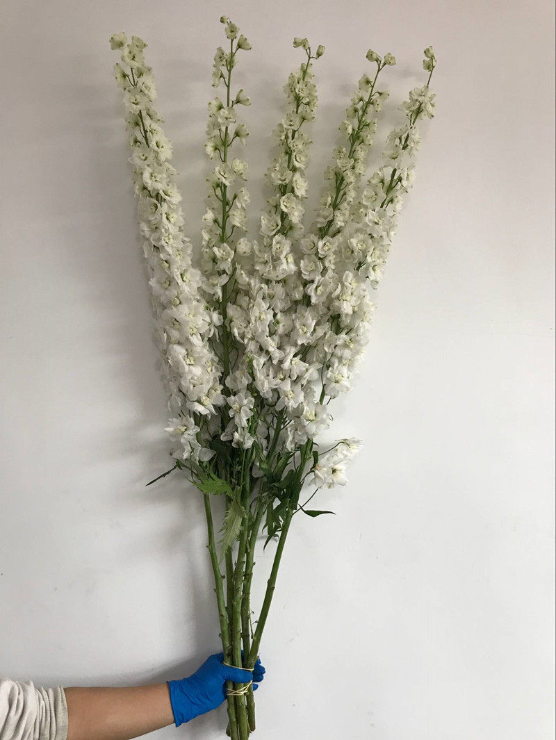 轻奢家庭插花荷兰进口大飞飞燕鲜花花艺生日鲜花速递同城