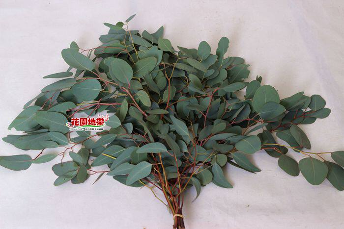 新鲜 进口圆叶尤加利 大桉树苹果叶 灵气百搭插花配草 同城速递