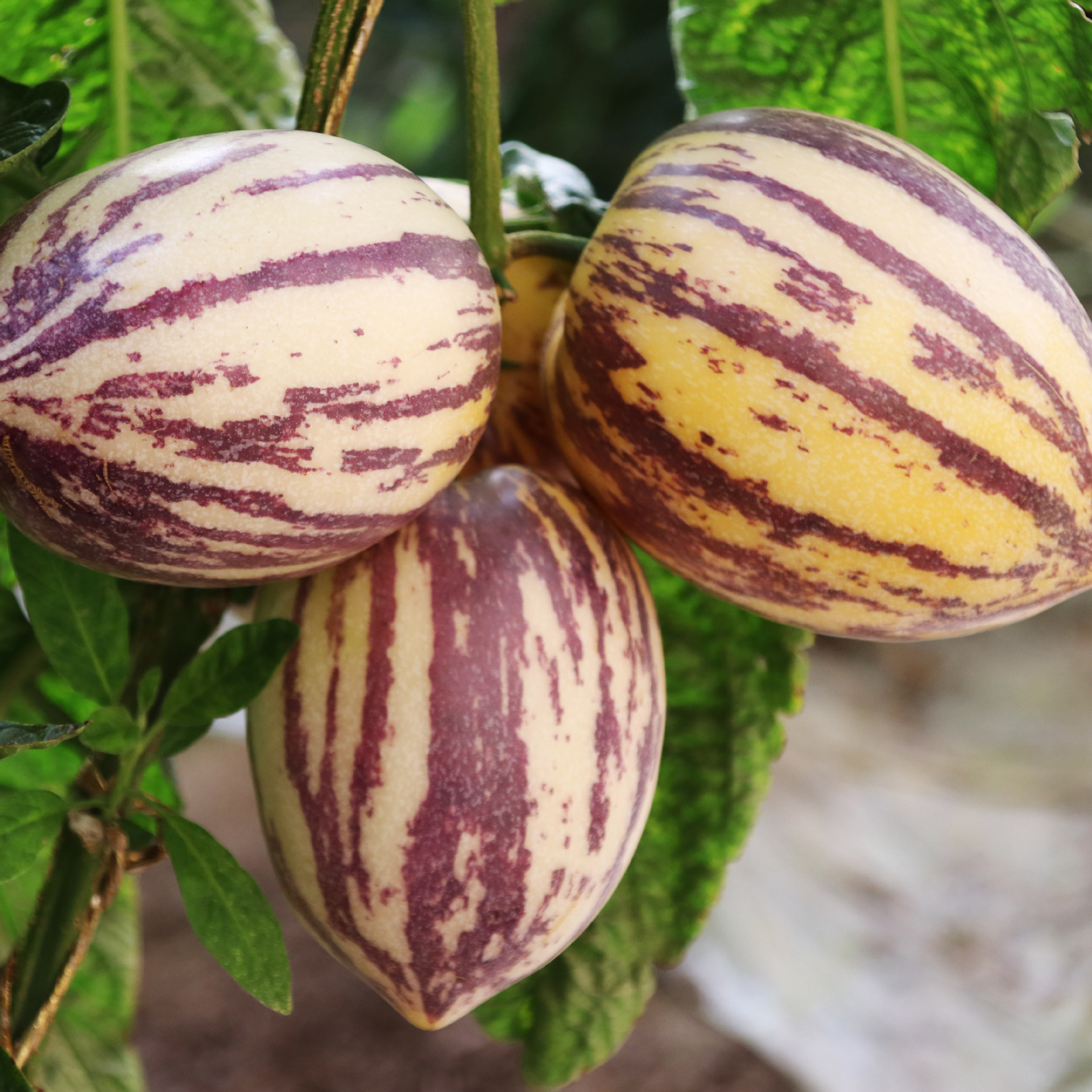 应季新鲜民勤人参果水果特产清甜爆汁长圆基地其它