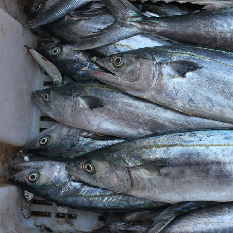 野生鲅鱼深海海鱼新鲜鲜活冷冻海鲜水产大青马鲛鱼