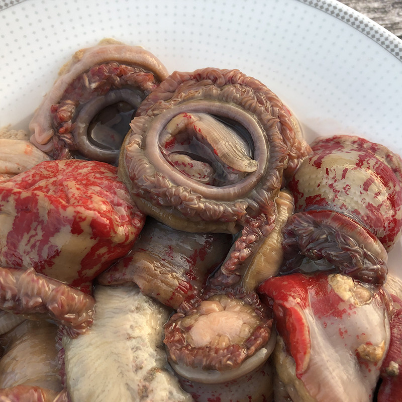 海葵鲜活海腚根新鲜海鲜水产红沙蒜特产野生干海花海肠子煲汤食材