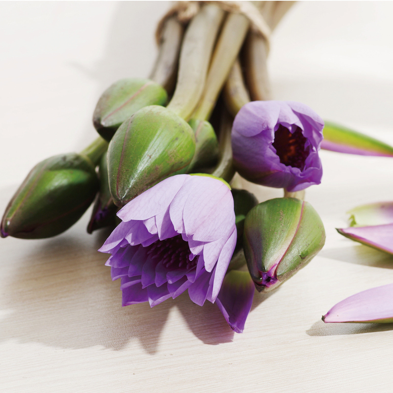 紫色睡莲鲜花云南花卉10支花束真花鲜花速递(同城)