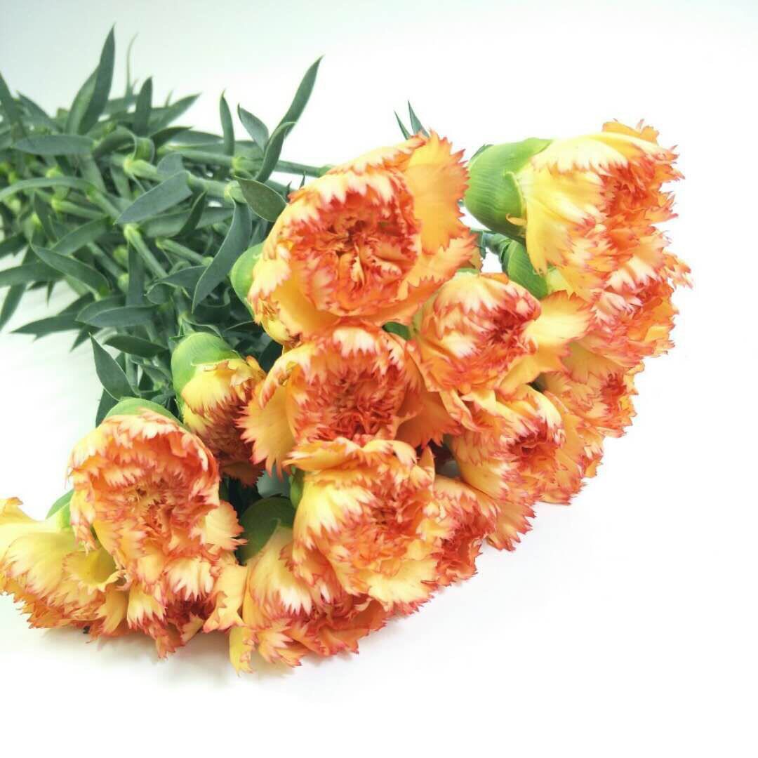 狂欢康乃馨鲜花基地地直发供直批昆明花卉市场斗南鲜花速递同城