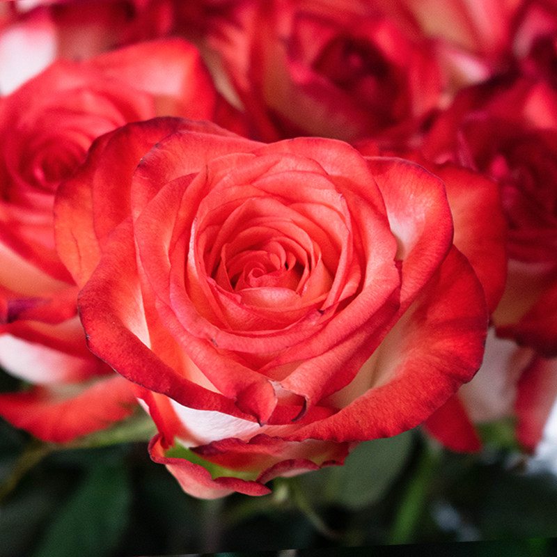 胭脂玫瑰花鲜花胭红云南直发真花新鲜昆明基地鲜花速递同城