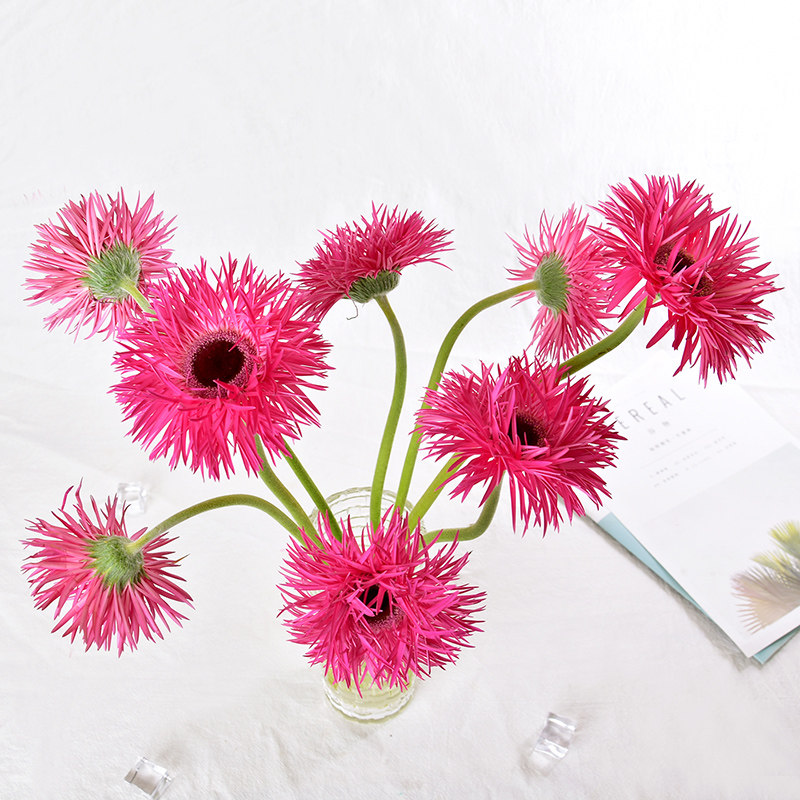 非洲菊拉丝鲜花非洲菊花直批插花花束云南家用鲜花速递同城