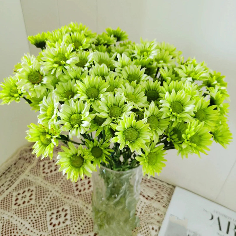 绿精灵小雏菊小皱菊邹云南斗南鲜花基地地直昆明鲜花速递(同城)