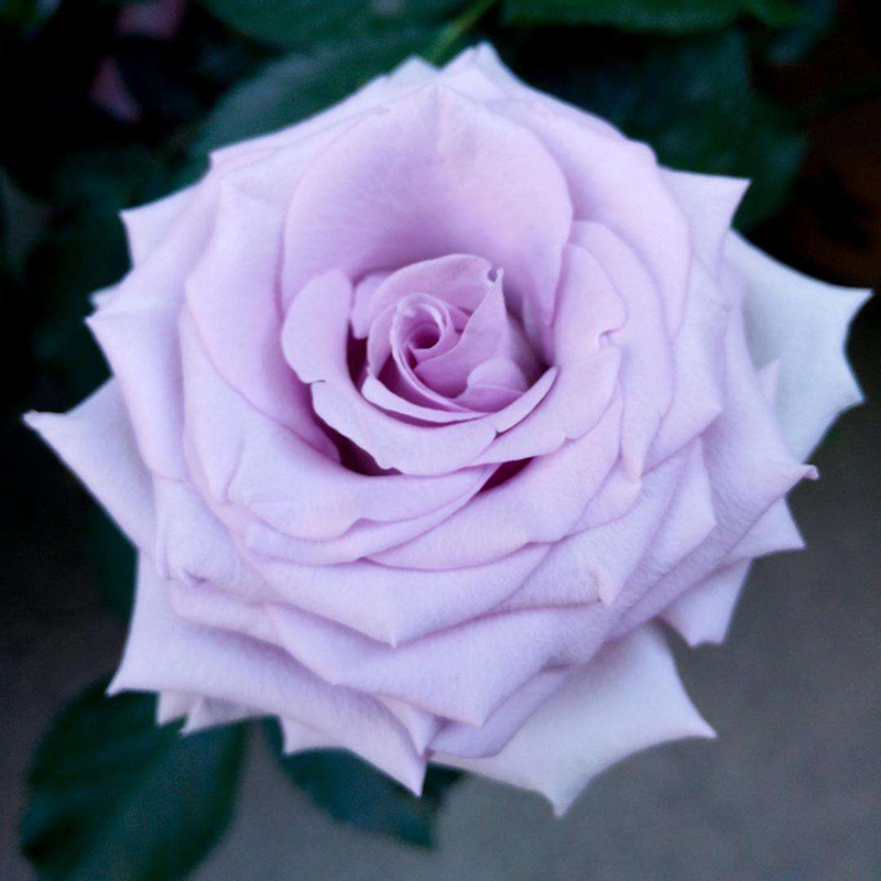 海洋之歌紫色玫瑰鲜花云南直发直批助农昆明鲜花速递同城