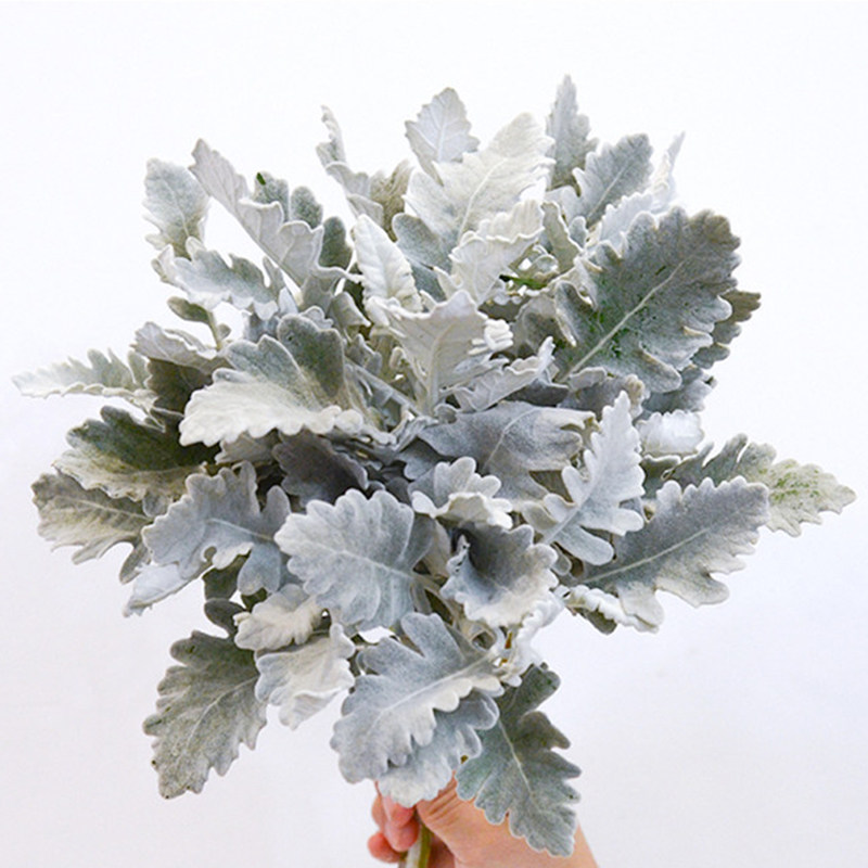 银叶叶菊配花配叶鲜花云南直发直批昆明基地鲜花速递同城