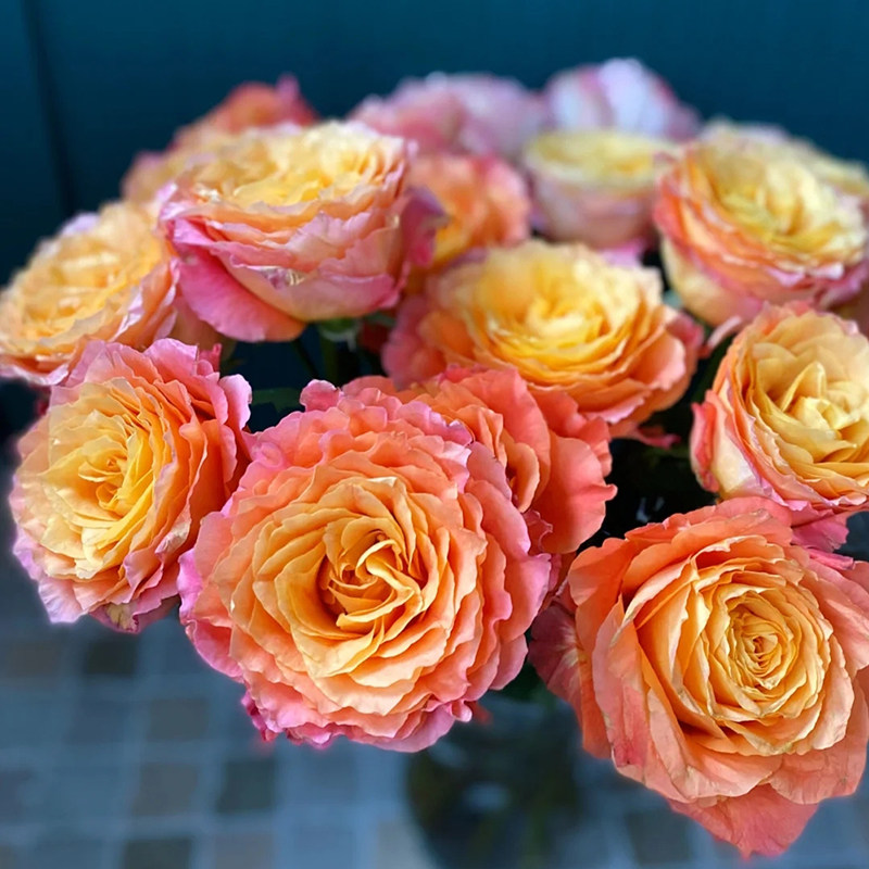 火灵鸟玫瑰花鲜花云南直发火烈鸟基地昆明斗南花市鲜花速递(同城)