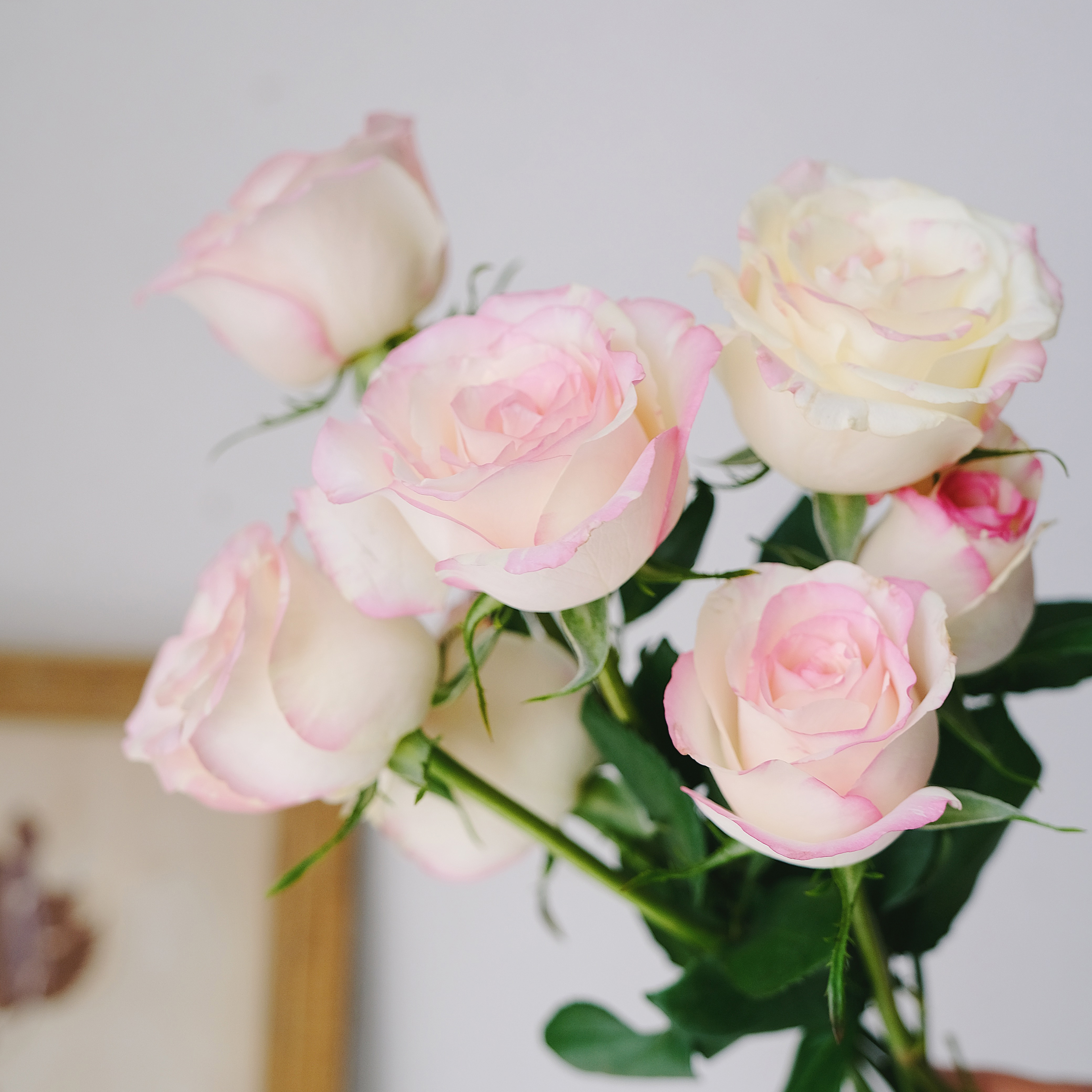 霓裳玫瑰鲜花云南直发昆明直批基地斗南花市鲜花速递同城