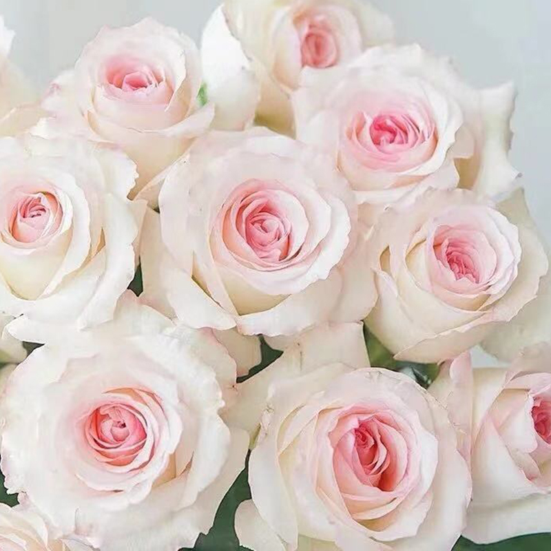 小白兔玫瑰花鲜花直批云南直发真花新鲜昆明基地鲜花速递(同城)