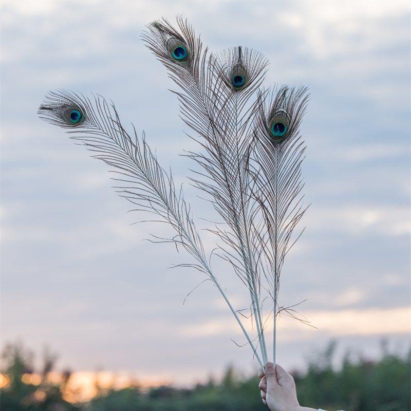 纯天然人工养殖孔雀羽毛真尾羽服装配件装饰花瓶用diy翎羽