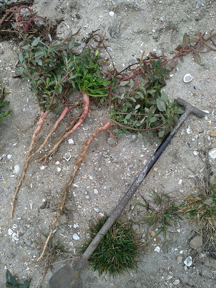 广东农家野生蔬菜新鲜红鲜红刺苋菜根野菜刺苋根其它