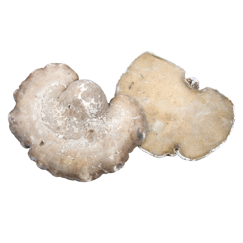 野生白灵芝纯天然玉芝林芝正品长白山白灵芝50元250克