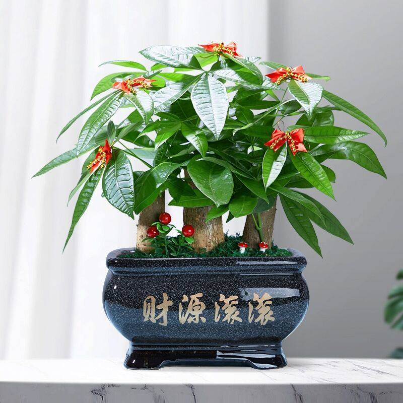 发财树盆景高档盆栽桌面办公办公室室内客厅植物绿植