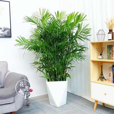 室内夏威夷椰子盆栽凤尾大型绿植办公室植物甲醛大型绿植