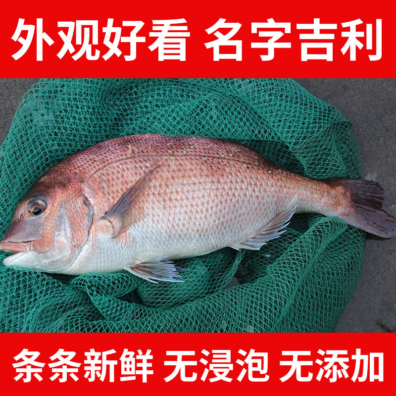 海鱼新鲜加吉深海鱼刺身生鱼片鲜海鲷鱼斑加其它