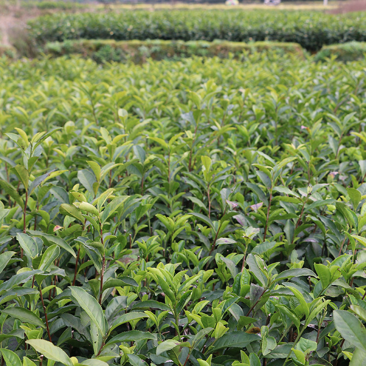 中华黄中黄3号茶苗茶树树苗黄茶绿茶叶浙江品种绿植
