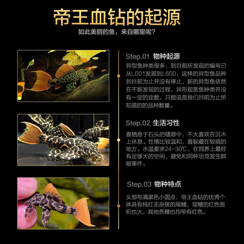 异型l600帝王血钻异形活体观赏鱼工具稀有坦克鱼