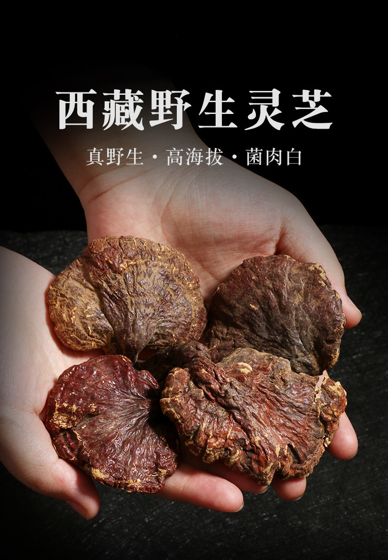 西藏林芝特产野外生长正宗干货整枝带根灵芝整枝灵芝