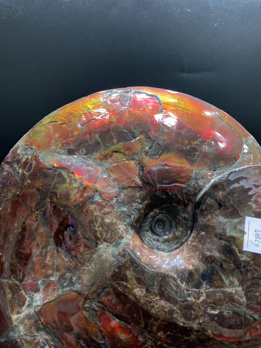 李居李居明明大师魔法石整螺彩螺化石加拿大七彩彩光摆件