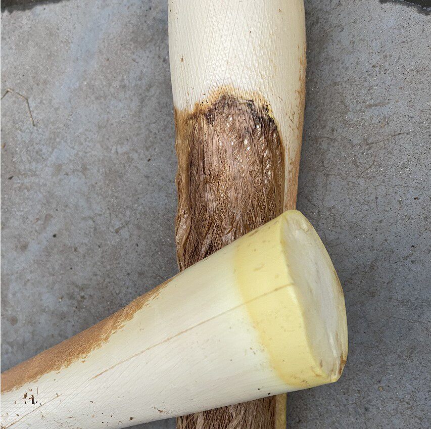 棕榈树心现砍新鲜甜棕棕树芯棕树头棕榈树1个其它