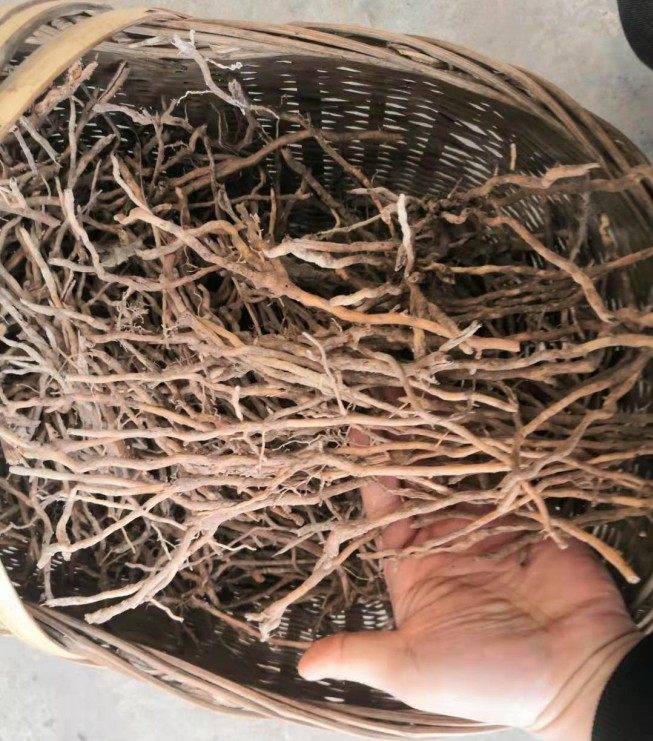 棕榈树根现挖新鲜棕榈树野生根须马尾棕根生发其他药食同源食品