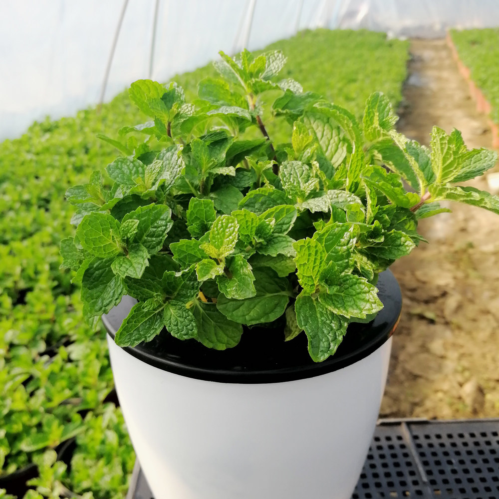 优惠券后6.6元,2盆9.8 薄荷盆栽 包邮新鲜可食用薄荷叶办公室内盆栽植