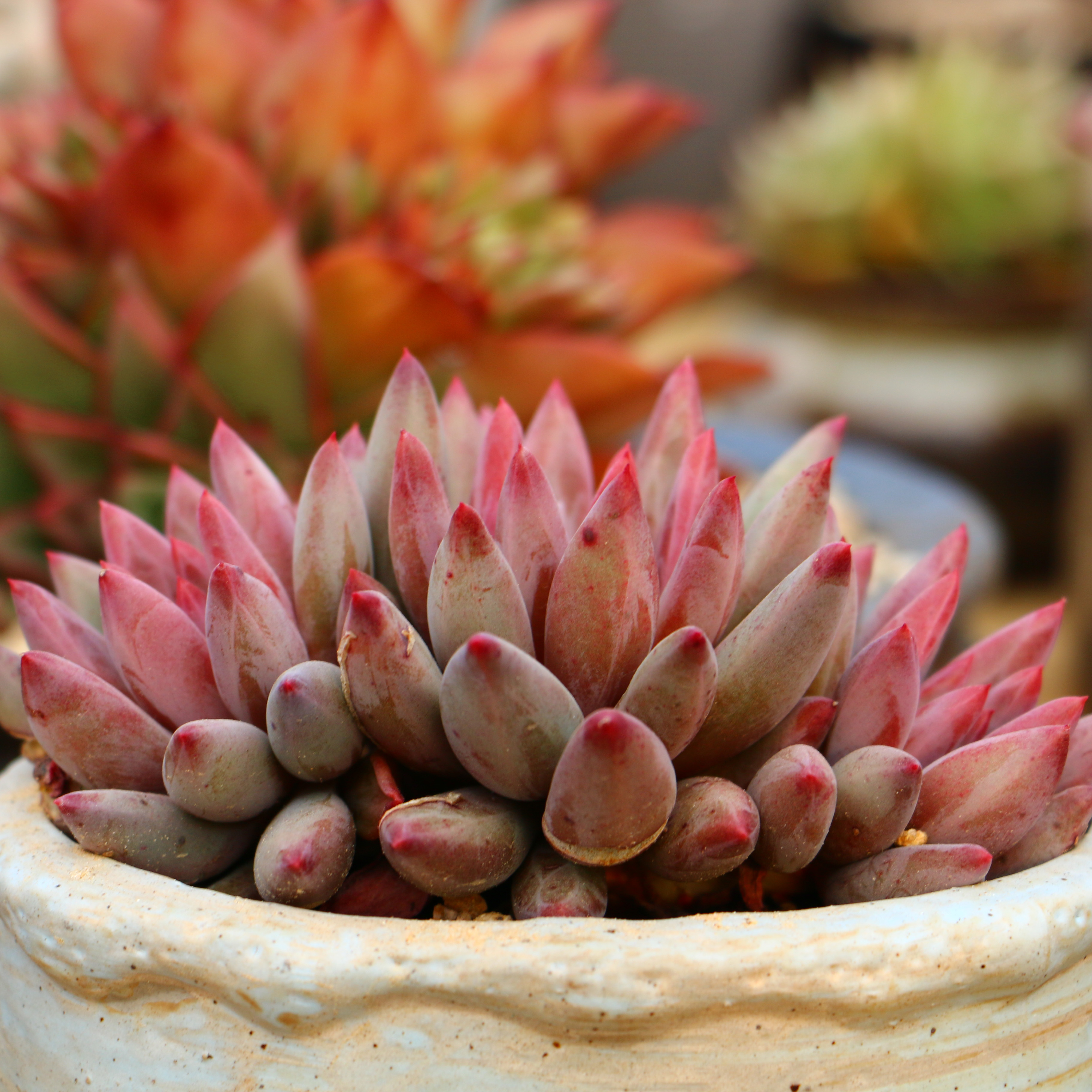 虞美人韩货精品新品杂交多肉植物盆栽女王麦秆多肉植物