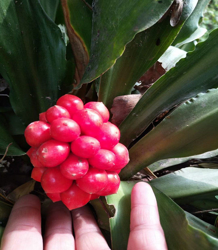 万年青盆栽四季常青红果植物结婚乔迁喜庆祝寿绿植