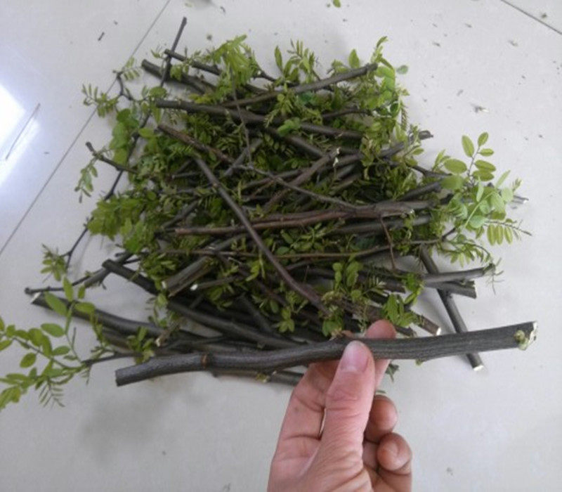新鲜槐树枝洋槐枝新鲜国槐树枝槐树叶槐树皮现采入药