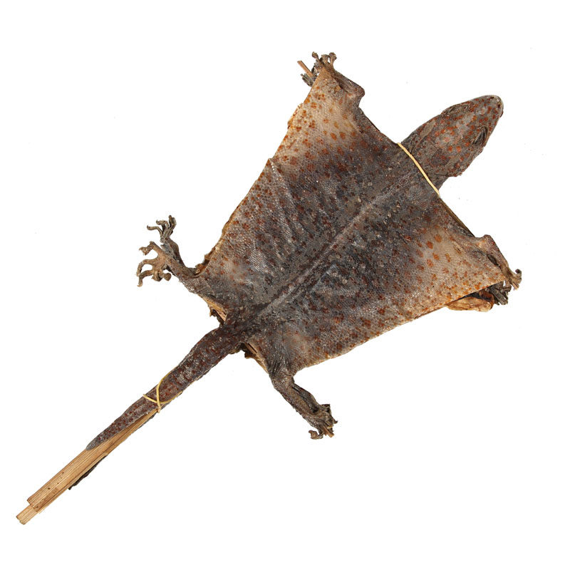 精选粗尾蛤蚧 男性煲汤泡酒料 一对包邮 大号蛤蚧可搭配海马干