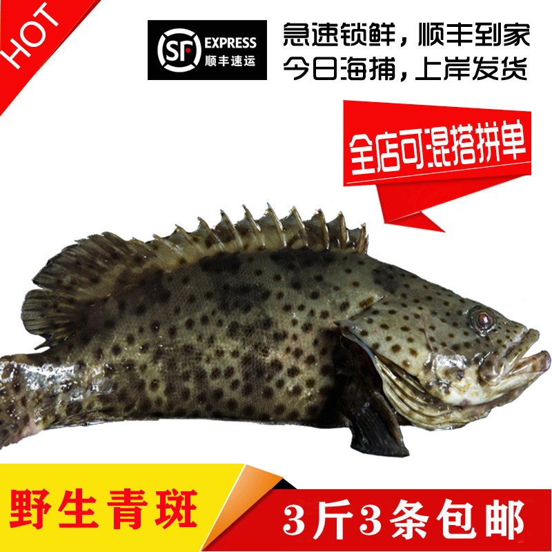 小海现捕现捞海鲜水产鲜活野生海钓新鲜斑鱼斑鱼