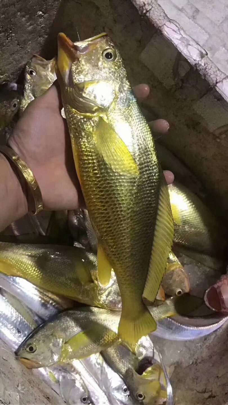野生小海正宗海海钓纯野大黄鱼黄花鱼会所礼盒包赔黄鱼