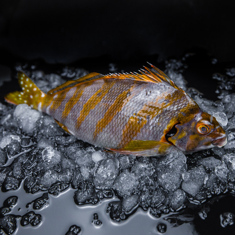 三刀万年金花三康破布斑鲷鱼鹰小海鲜活水产斑鱼