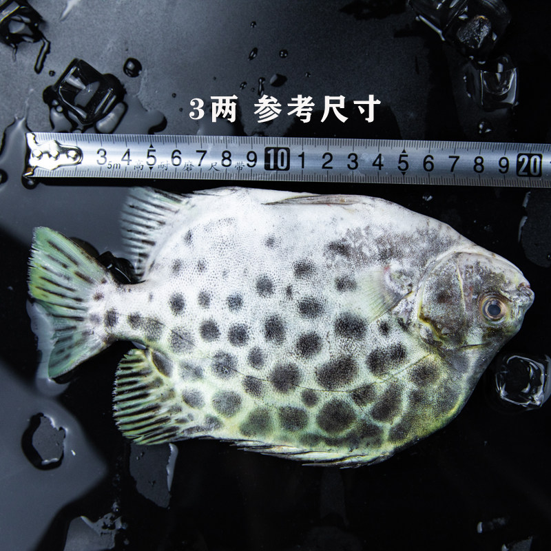 小海海钓现捕金鼓海鲜水产鲜活野生金钱新鲜斑鱼