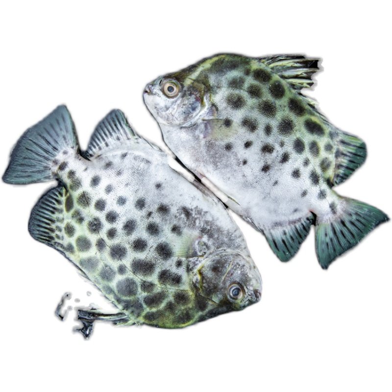 小海海钓现捕金鼓海鲜水产鲜活野生金钱新鲜斑鱼