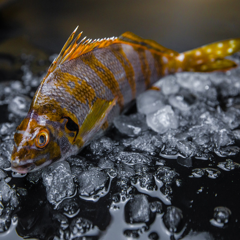 三刀万年金花三康破布斑鲷鱼鹰小海鲜活水产斑鱼